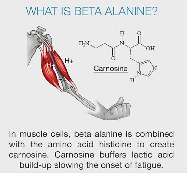 What is Beta Alanine? (Enhancing Exercise Performance Naturally)